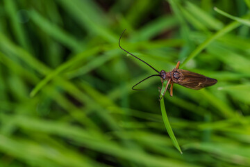 Eine Köcherfliege sitzt auf einem grünen Grasblatt in der Natur am Nachmittag