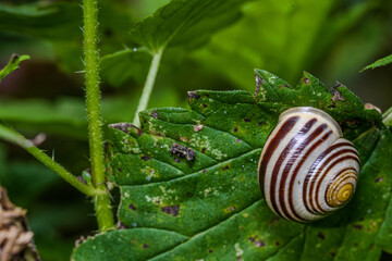 Ein Schneckenhaus auf grünen Blättern in einem sonnigen Wald