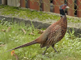 Male pheasant (Phasianus colchicus) portrait