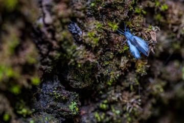 Detailaufnahme einer Blattlaus auf moosbedecktem Baumstamm im frühen Morgenlicht