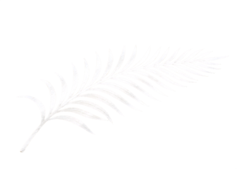 White fern frond isolated on transparent background