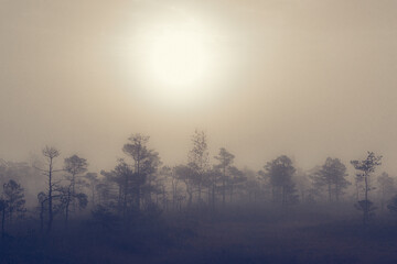 misty morning in the forest