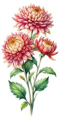 Elegant Watercolor Painting of Chrysanthemums with Detailed Petals and Foliage on White