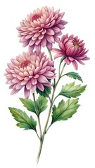 Elegant watercolor painting of pink Chrysanthemums on a bright white background