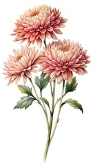 Elegant Watercolor Depiction of Three Pink Chrysanthemums on a White Background