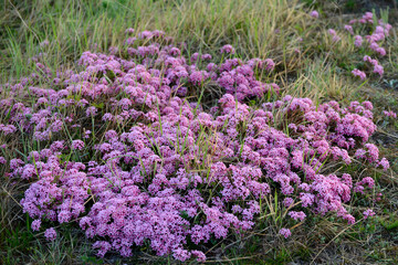 Obraz premium Rosmarin-Seidelbast, Daphne cneorum, Garchinger Heide