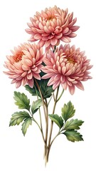 Beautiful watercolor illustration of three pink chrysanthemums with green leaves on white background
