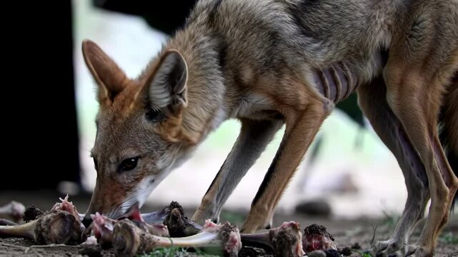 Lone jackal eating bones outdoors, wild animal scavenging for food in nature