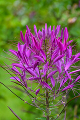 Spinnenblume, Cleome spinosa