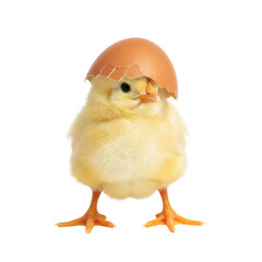 Obraz premium Whimsical chick portrait, embracing its shell, isolated, symbolizing new beginnings and fragile