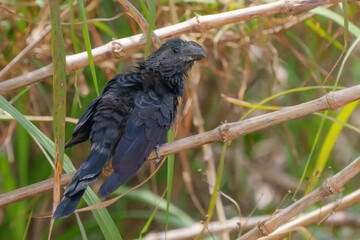 Smooth-billed Ani perched on grass reeds