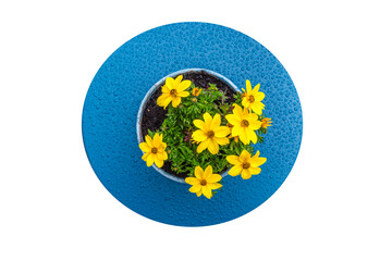 Pot de fleurs jaune sur une table bleu