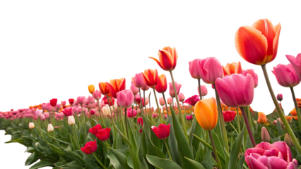 pink, red and orange tulip field, cutout, PNG isolated on  a white or transparent background