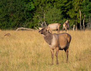 In a meadow against the backdrop of a forest stands a large deer with one cut down and one small growing antler. Reindeer breeding on a reindeer farm.