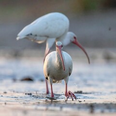 Two white birds wading in shallow water
