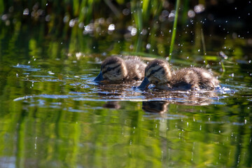 Zwei niedliche Entenk&uuml;ken schwimmen im klaren Wasser mit gr&uuml;ner Spiegelung, umgeben von Lichtreflexen &ndash; nat&uuml;rliche Tierfotografie in sommerlicher Stimmung