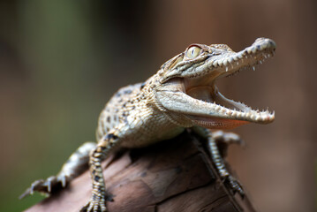 Baby crocodile with mouth open on a tree branch