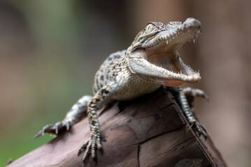Baby crocodile with mouth open on a tree branch