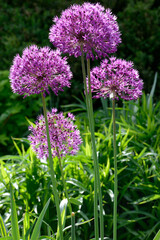 Zierlauch,  Allium giganteum, Sorten, Arten