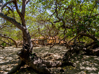 Refreshing shade beneath the planet’s largest cashew tree, featuring its tangled branches and lush green leaves.