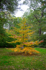 Naklejka premium Autumn leaves blanket the forest floor in vibrant red, orange, and yellow tones. Sunlight filters softly through the trees, creating a warm, golden glow