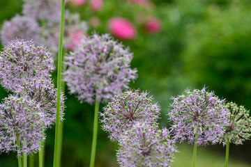 Fototapeta premium Zierlauch, Allium stipitatum