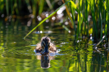 Entenk&uuml;ken schwimmt zwischen gr&uuml;nen Wasserpflanzen im nat&uuml;rlichen Lebensraum, Nahaufnahme mit Spiegelung und sanftem Licht &ndash; friedliche Naturfotografie