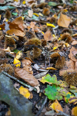 Autumn leaves blanket the forest floor in vibrant red, orange, and yellow tones. Sunlight filters softly through the trees, creating a warm, golden glow