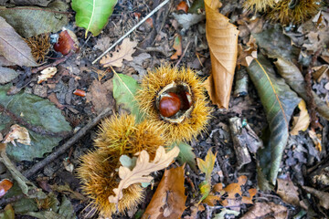 Autumn leaves blanket the forest floor in vibrant red, orange, and yellow tones. Sunlight filters softly through the trees, creating a warm, golden glow
