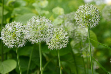 Zierlauch,  Allium stipitatum, Mount Everest