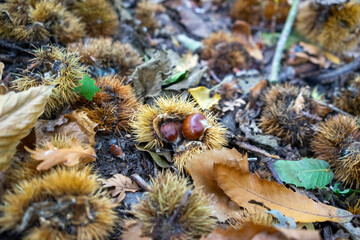 Autumn leaves blanket the forest floor in vibrant red, orange, and yellow tones. Sunlight filters softly through the trees, creating a warm, golden glow