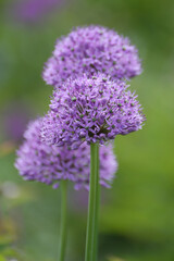 Zierlauch,  Allium giganteum, Sorten, Arten