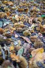 Autumn leaves blanket the forest floor in vibrant red, orange, and yellow tones. Sunlight filters softly through the trees, creating a warm, golden glow