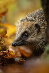 Fototapeta premium Adorable hedgehog portrait amidst autumn leaves. A curious face framed by nature's golden hues and sharp quills.