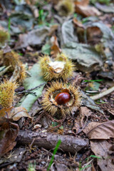 Autumn leaves blanket the forest floor in vibrant red, orange, and yellow tones. Sunlight filters softly through the trees, creating a warm, golden glow