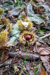 Autumn leaves blanket the forest floor in vibrant red, orange, and yellow tones. Sunlight filters softly through the trees, creating a warm, golden glow