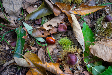 Autumn leaves blanket the forest floor in vibrant red, orange, and yellow tones. Sunlight filters softly through the trees, creating a warm, golden glow
