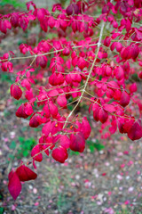 Autumn leaves blanket the forest floor in vibrant red, orange, and yellow tones. Sunlight filters softly through the trees, creating a warm, golden glow