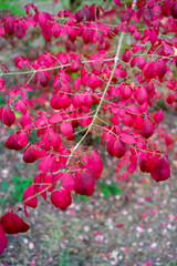 Autumn leaves blanket the forest floor in vibrant red, orange, and yellow tones. Sunlight filters softly through the trees, creating a warm, golden glow