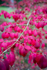 Autumn leaves blanket the forest floor in vibrant red, orange, and yellow tones. Sunlight filters softly through the trees, creating a warm, golden glow