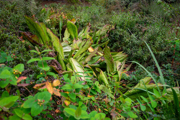 Autumn leaves blanket the forest floor in vibrant red, orange, and yellow tones. Sunlight filters softly through the trees, creating a warm, golden glow.
