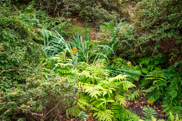 Autumn leaves blanket the forest floor in vibrant red, orange, and yellow tones. Sunlight filters softly through the trees, creating a warm, golden glow.
