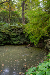 Autumn leaves blanket the forest floor in vibrant red, orange, and yellow tones. Sunlight filters softly through the trees, creating a warm, golden glow.