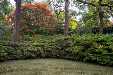 Autumn leaves blanket the forest floor in vibrant red, orange, and yellow tones. Sunlight filters softly through the trees, creating a warm, golden glow.