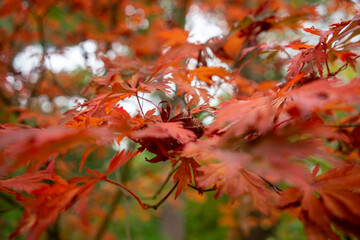 Autumn leaves blanket the forest floor in vibrant red, orange, and yellow tones. Sunlight filters softly through the trees, creating a warm, golden glow.
