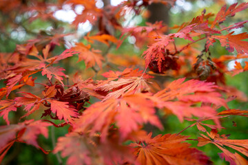 Autumn leaves blanket the forest floor in vibrant red, orange, and yellow tones. Sunlight filters softly through the trees, creating a warm, golden glow.