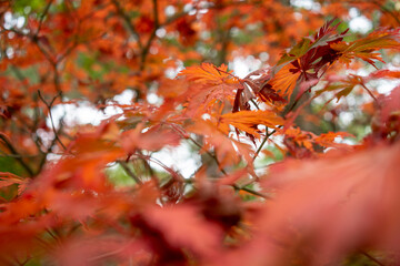 Autumn leaves blanket the forest floor in vibrant red, orange, and yellow tones. Sunlight filters softly through the trees, creating a warm, golden glow.