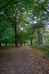 Autumn leaves blanket the forest floor in vibrant red, orange, and yellow tones. Sunlight filters softly through the trees, creating a warm, golden glow.