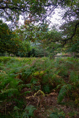 Autumn leaves blanket the forest floor in vibrant red, orange, and yellow tones. Sunlight filters softly through the trees, creating a warm, golden glow.