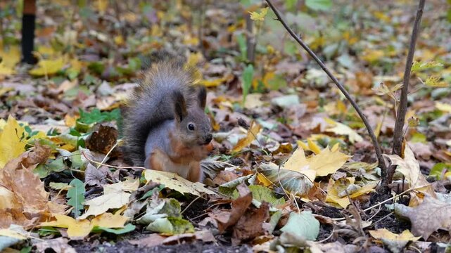 Funny squirrel with a fluffy tail gnaws on a nut in the autumn forest